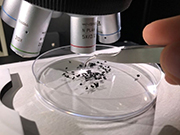 Untersuchung von Mikroplastikteilen, mithilfe die InVia Raman Forschungsmikroscop