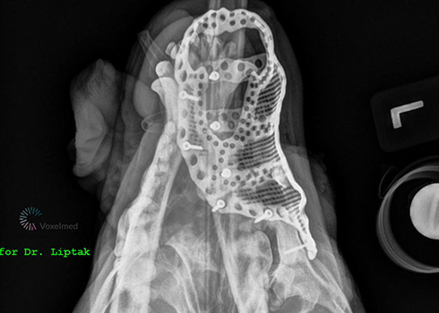 Röntgenaufnahme von oben mit Implantat am richtigen Platz